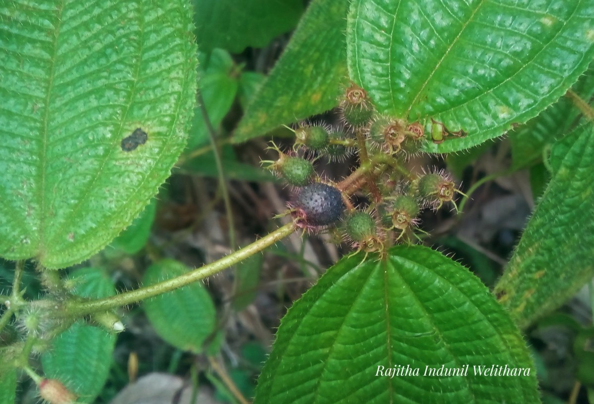 Miconia crenata (Vahl) Michelang.